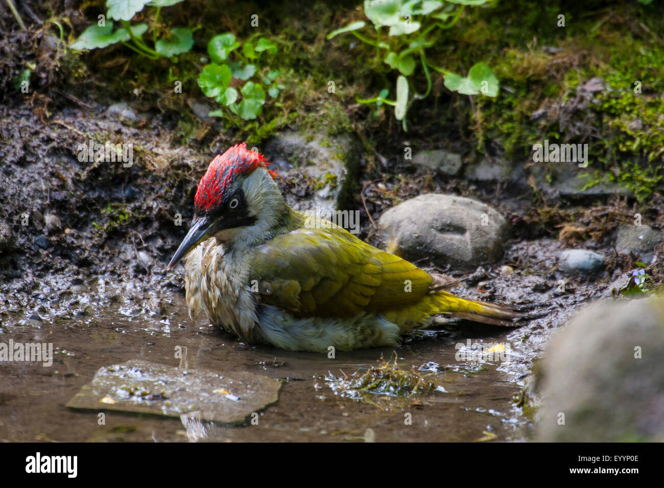 Picchio verde (Picus viridis), la balneazione in una foresta pond, Svizzera, Sankt Gallen Foto Stock