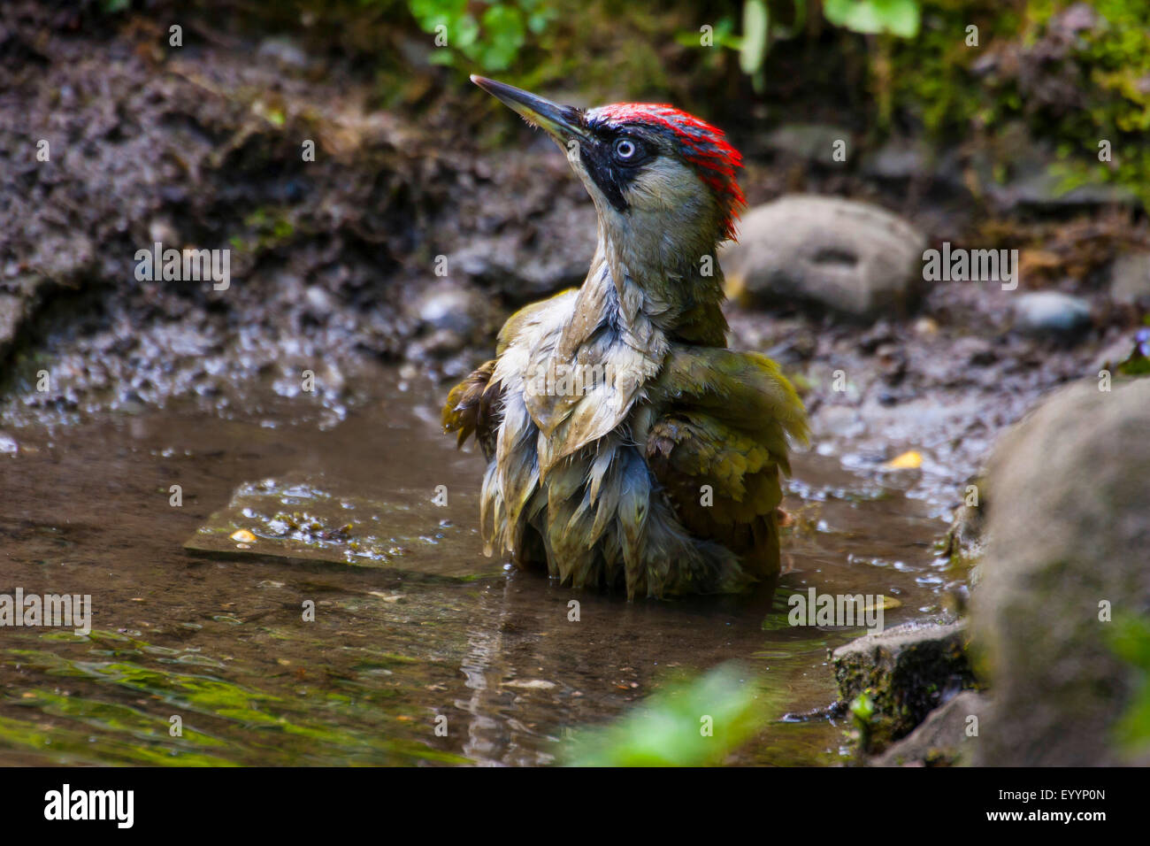 Picchio verde (Picus viridis), la balneazione in una foresta pond, Svizzera, Sankt Gallen Foto Stock