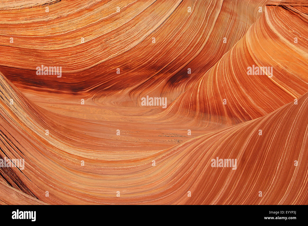 L'Onda, roccia arenaria formazione di Vermiglio scogliere monumento nazionale, USA, Arizona, scogliere vermiglio Foto Stock