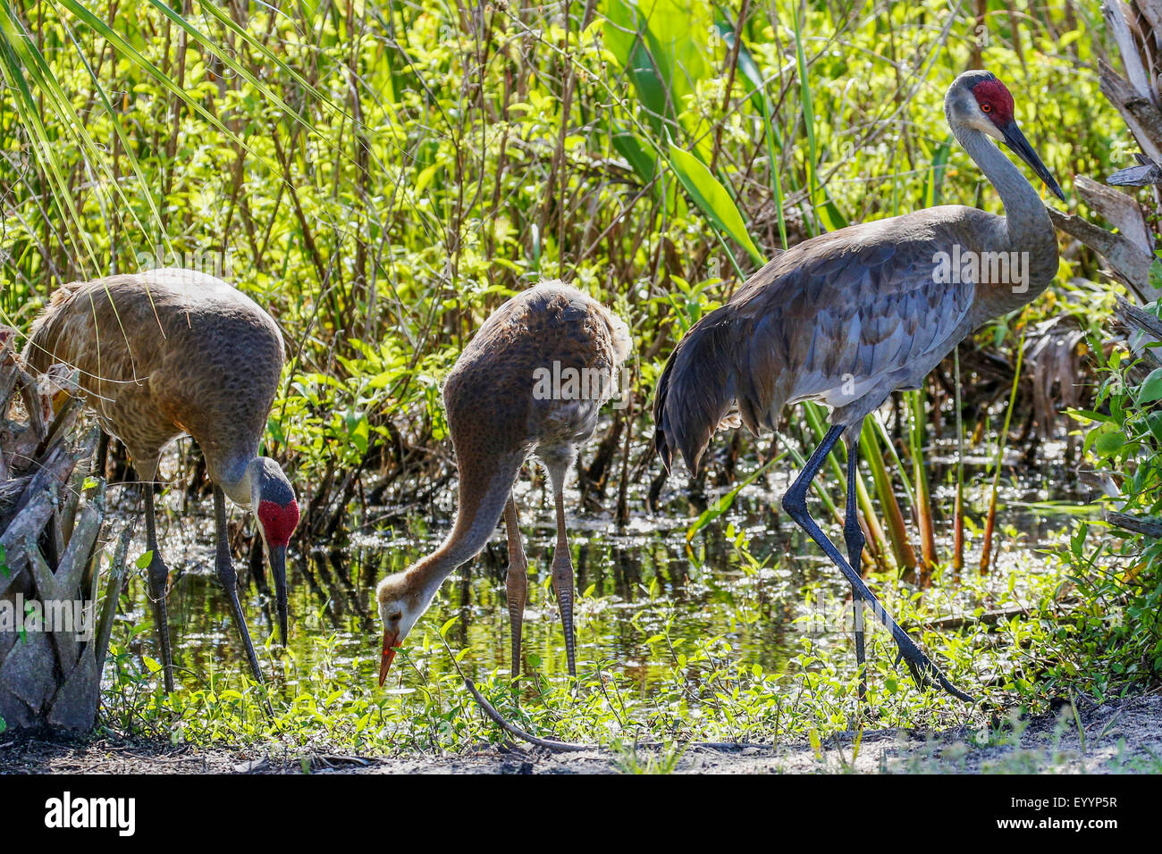 Sandhill gru (Grus canadensis), Giovane con pulcino su alimentazione in corrispondenza della riva, STATI UNITI D'AMERICA, Florida, Kissimmee Foto Stock