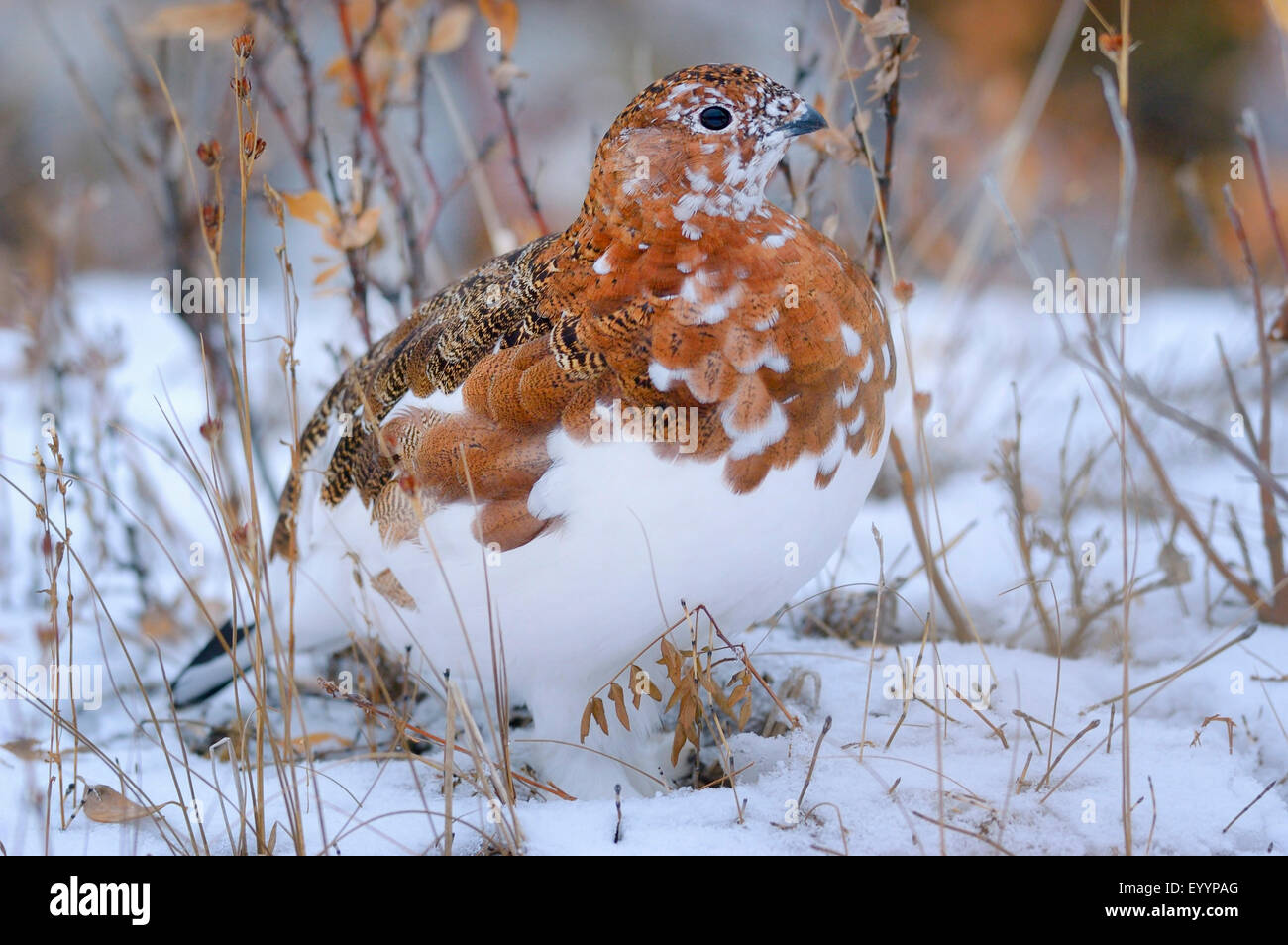 Willow grouse (Lagopus lagopus) muta, dall'estate all'inverno piumaggio, siede nella neve, STATI UNITI D'AMERICA, Alaska Denali Nationalpark Foto Stock