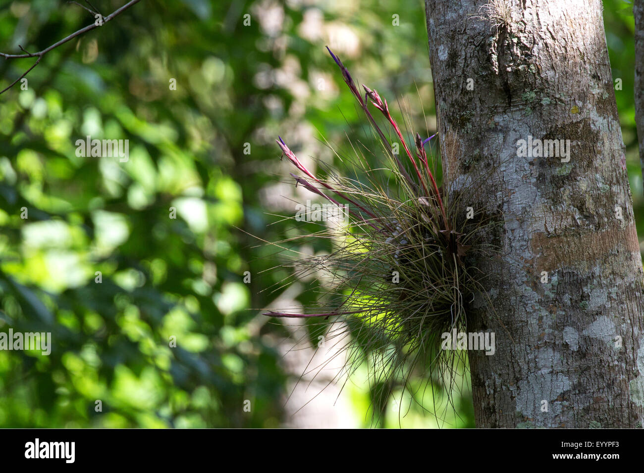 Bartram's Airplant (Tillandsia bartramii), fioritura, STATI UNITI D'AMERICA, Florida, Kissimmee Foto Stock