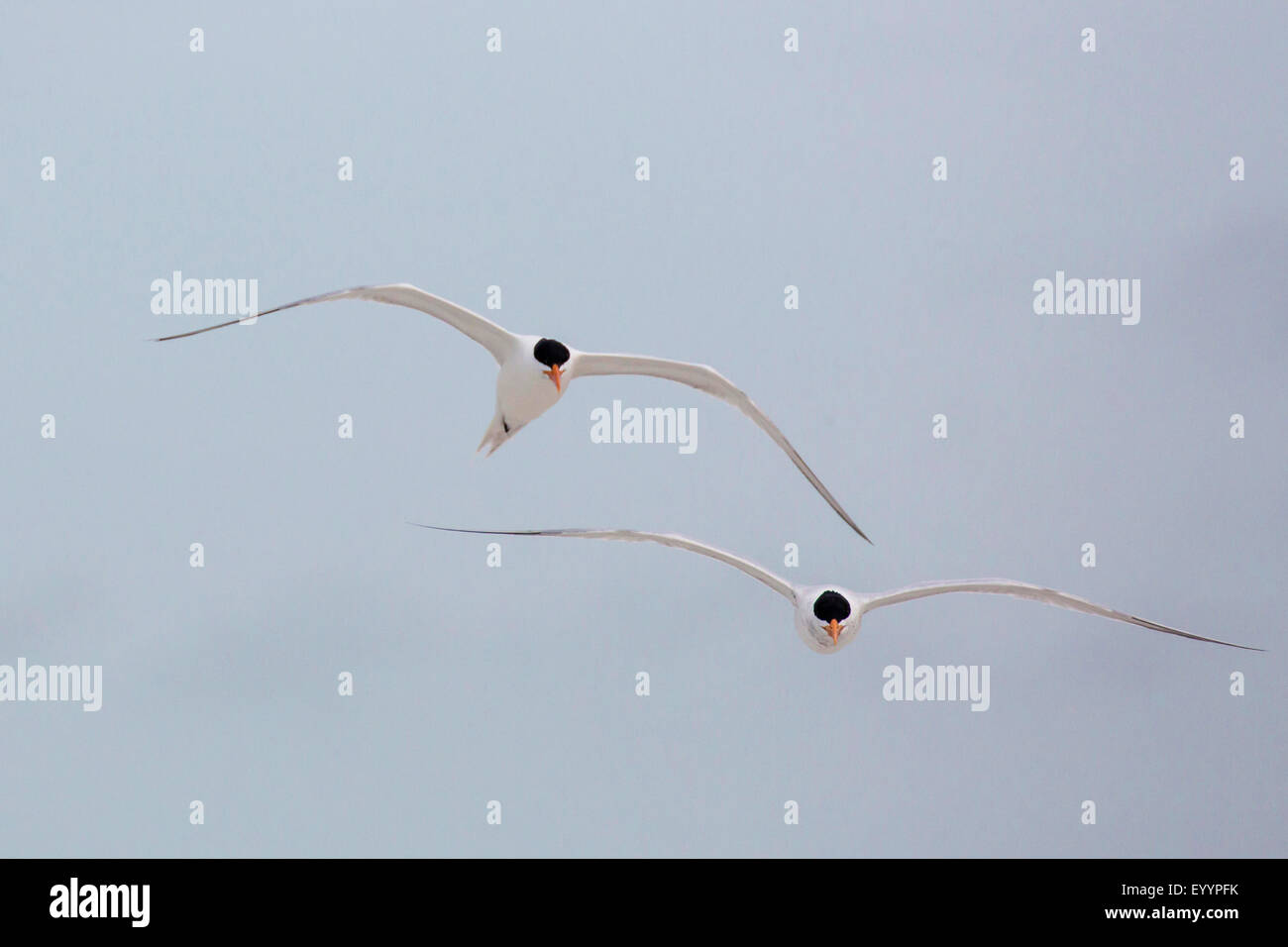 Caspian tern (Hydroprogne caspia, Sterna caspia), vista frontale in volo, STATI UNITI D'AMERICA, Florida Foto Stock