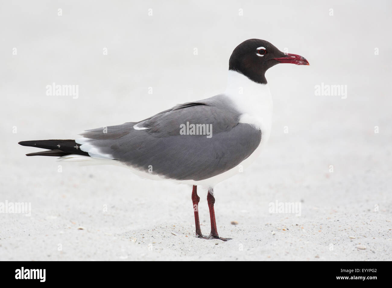 Ridendo gabbiano (Larus atricilla), in piedi nella sabbia, STATI UNITI D'AMERICA, Florida, Westkueste, Kissimmee Foto Stock