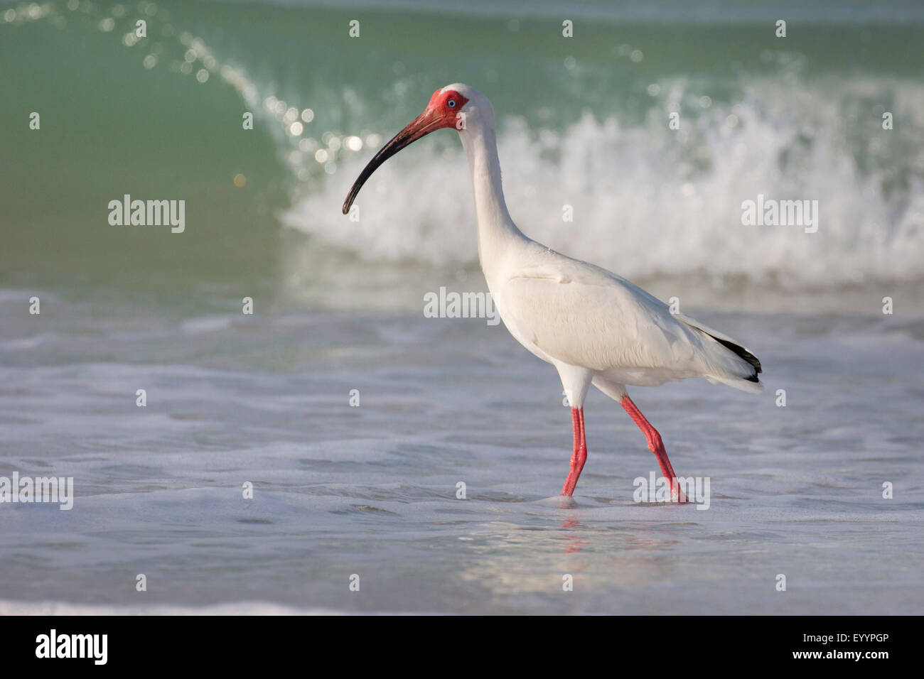 Bianco (ibis Eudocimus albus), la ricerca di cibo nella linea di deriva di fronte alla rottura delle onde, STATI UNITI D'AMERICA, Florida, Westkueste, Tampa Foto Stock