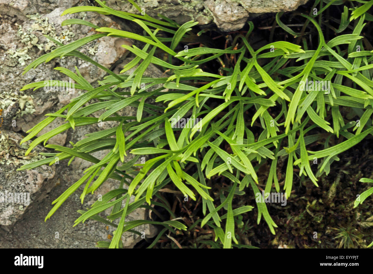 Northern spleenwort, spleenwort a forcella (Asplenium septentrionale), in una crepa di pietra, Germania Foto Stock