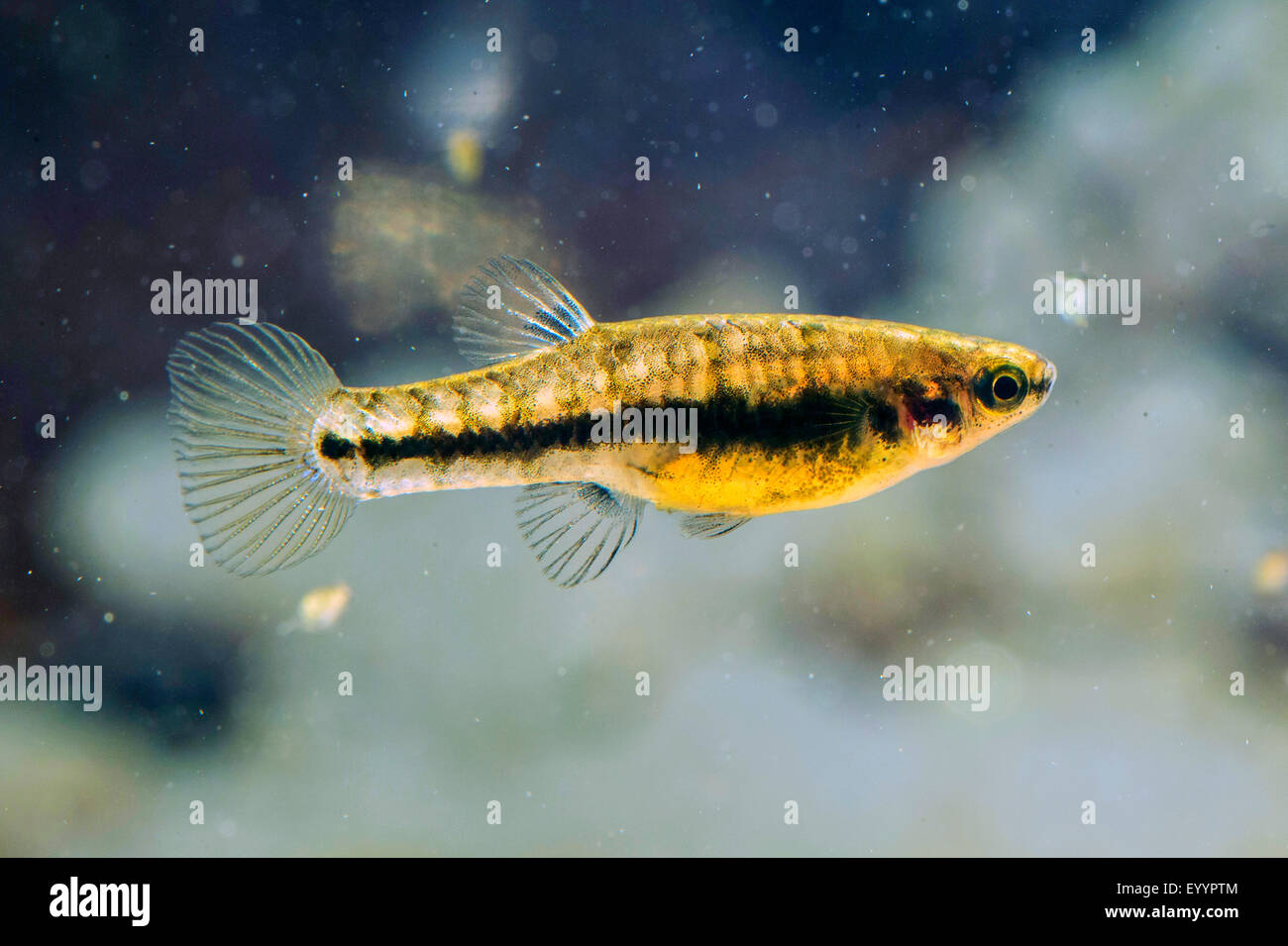 Almeno killifish (Heterandria formosa), femmina, STATI UNITI D'AMERICA, Florida, Kissimmee Foto Stock