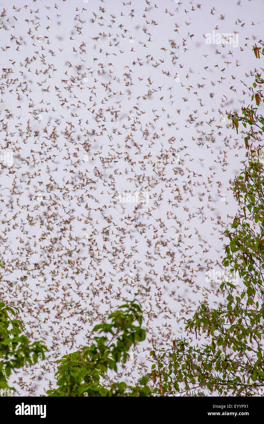 Mayfly (Ephemera danica), accorsi al di sopra delle chiome, big swarm, in Germania, in Baviera, il Lago Chiemsee, Seebruck Foto Stock