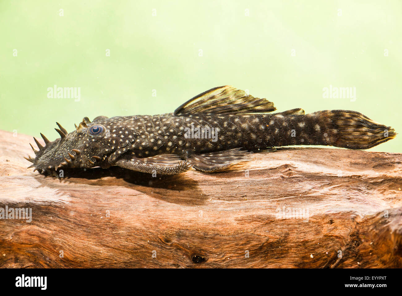 Blu-mento ancistrus, blu-mento xenocara, bushymouth catfish, oro bristlenose chiazze, big-fin bristlenose (Ancistrus dolichopterus, Xenocara dolichoptera), maschio Foto Stock