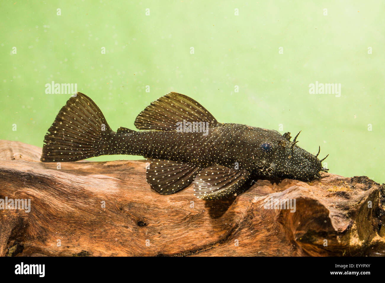 Blu-mento ancistrus, blu-mento xenocara, bushymouth catfish, oro bristlenose chiazze, big-fin bristlenose (Ancistrus dolichopterus, Xenocara dolichoptera), maschio Foto Stock