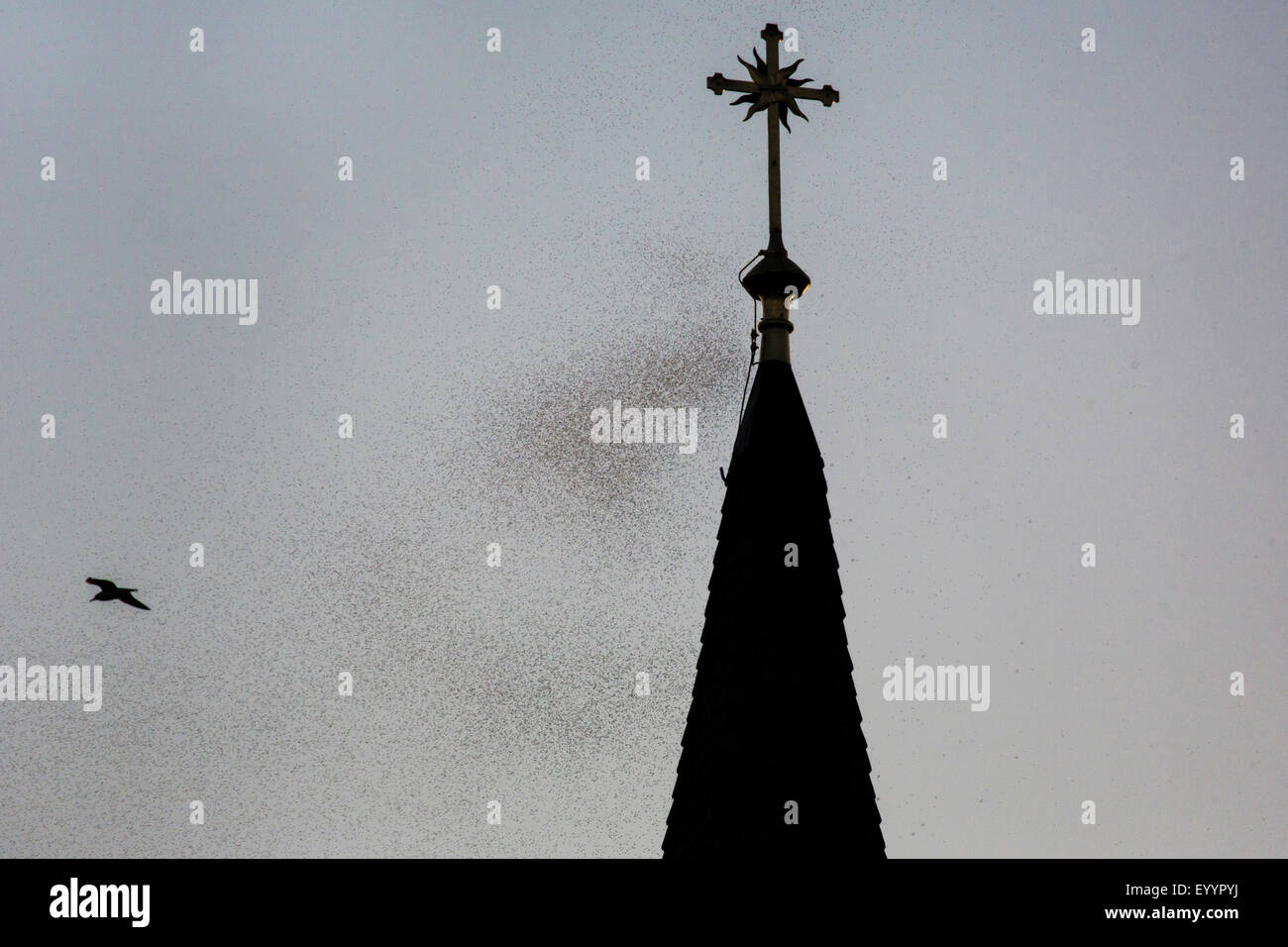 Mayfly (Ephemera danica), sciame attorno a una chiesa steeple, in Germania, in Baviera, il Lago Chiemsee, Seebruck Foto Stock
