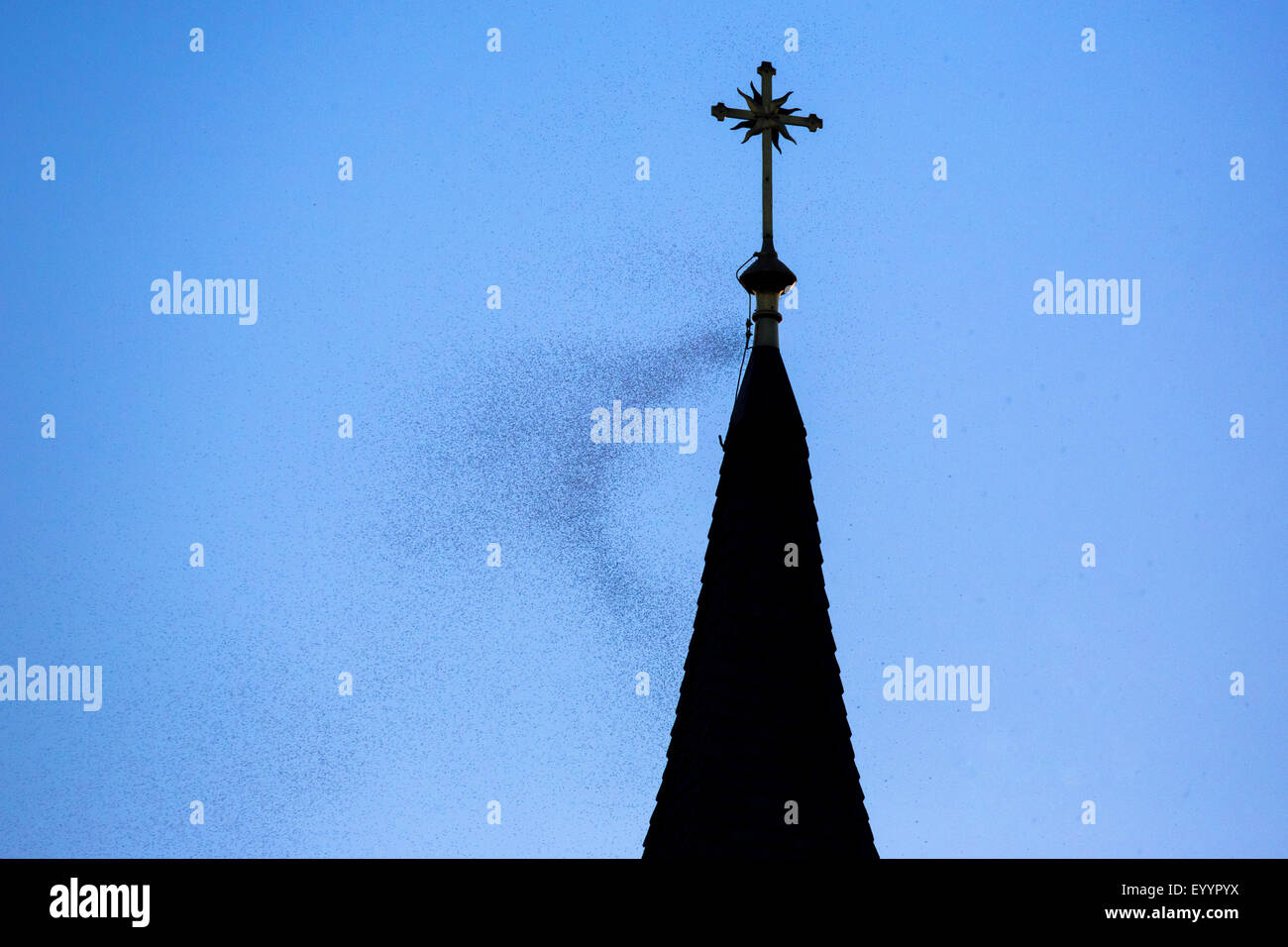 Mayfly (Ephemera danica), sciame attorno a una chiesa steeple, in Germania, in Baviera, il Lago Chiemsee, Seebruck Foto Stock