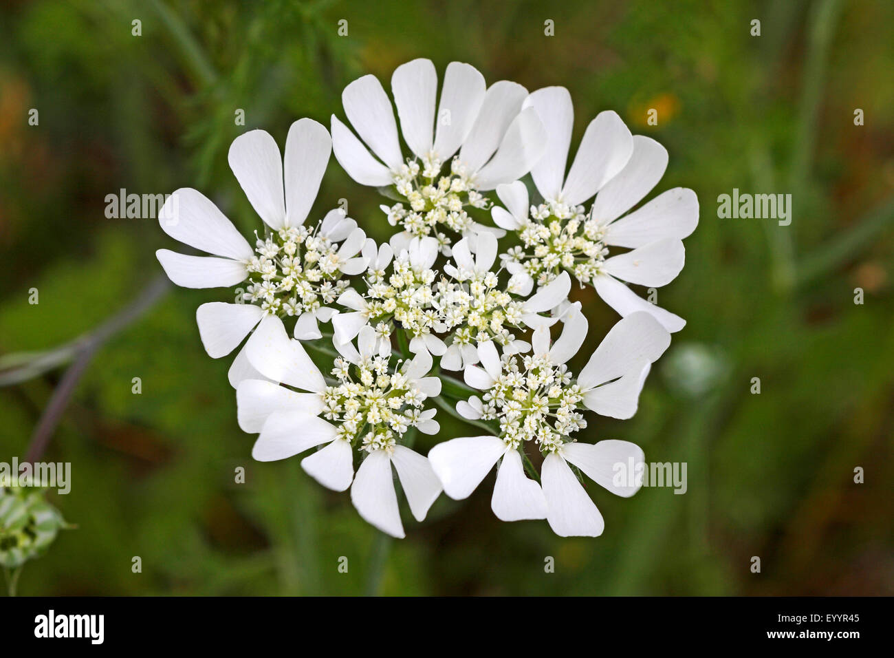 Pizzo Bianco fiore bianco laceflower Minoan laccio Orlaya