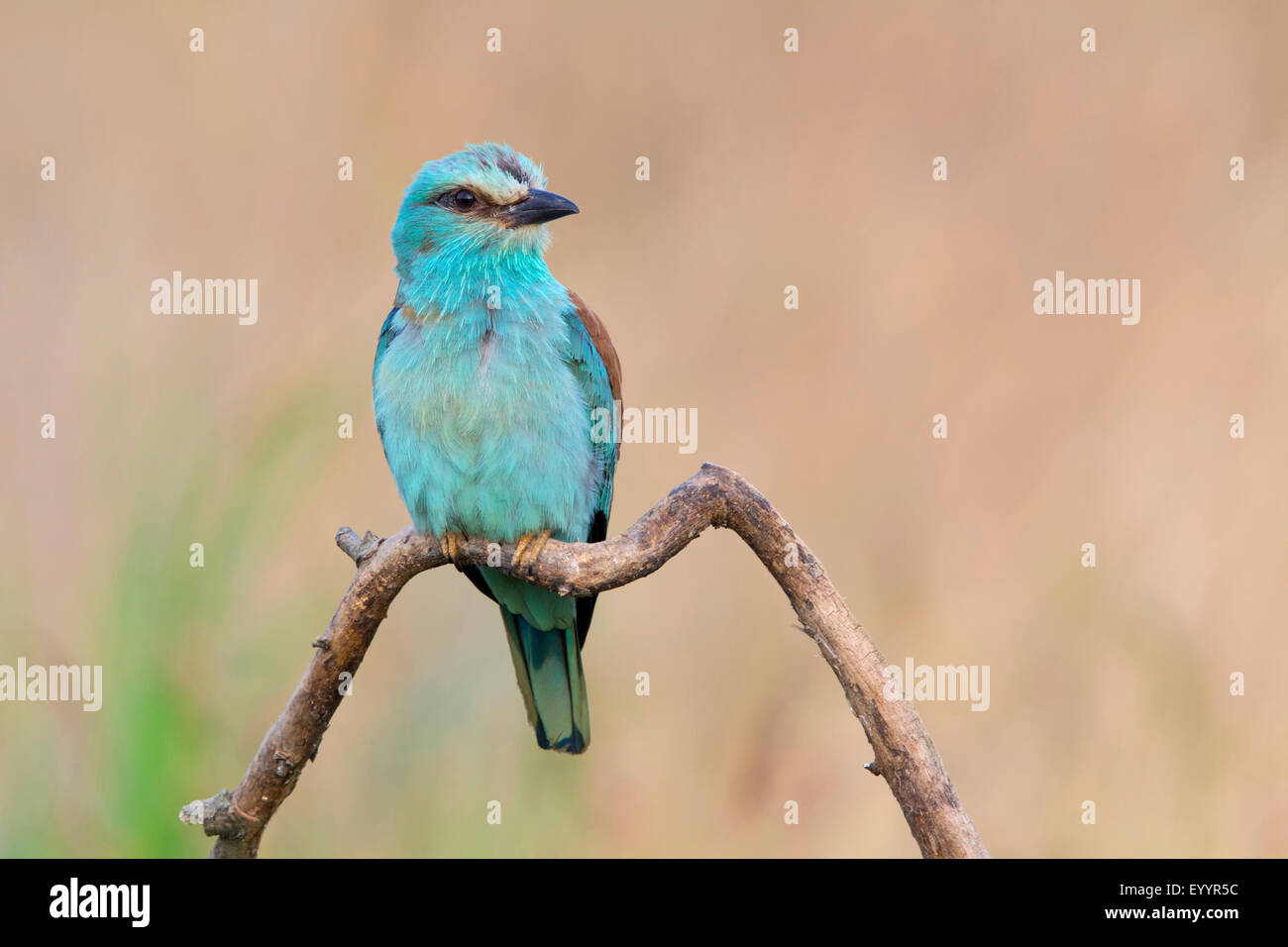 Rullo europea (Coracias garrulus), maschio si siede su un ramo , Svizzera Vallese Foto Stock