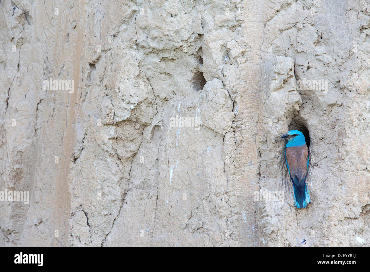 Rullo europea (Coracias garrulus), maschio a grotta di allevamento, Svizzera Vallese Foto Stock