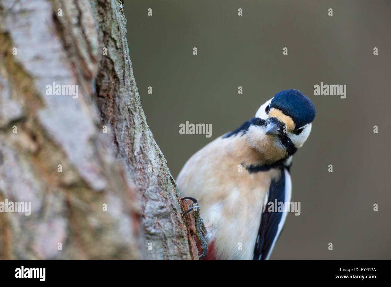 Picchio rosso maggiore (Picoides major, Dendrocopos major), maschio la ricerca di cibo in un tronco di albero, Germania Foto Stock