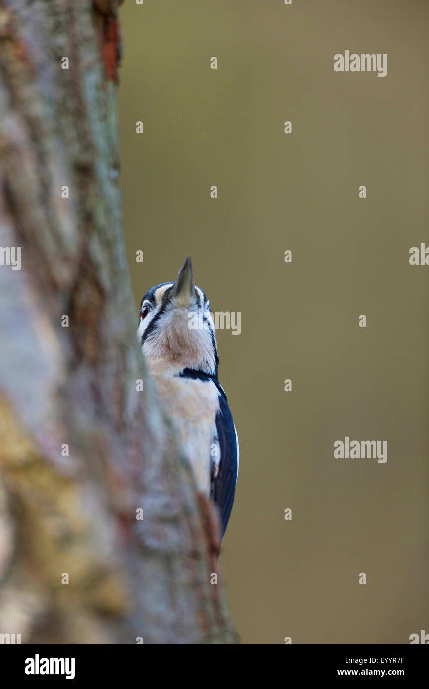 Picchio rosso maggiore (Picoides major, Dendrocopos major), maschio la ricerca di cibo in un tronco di albero, Germania Foto Stock