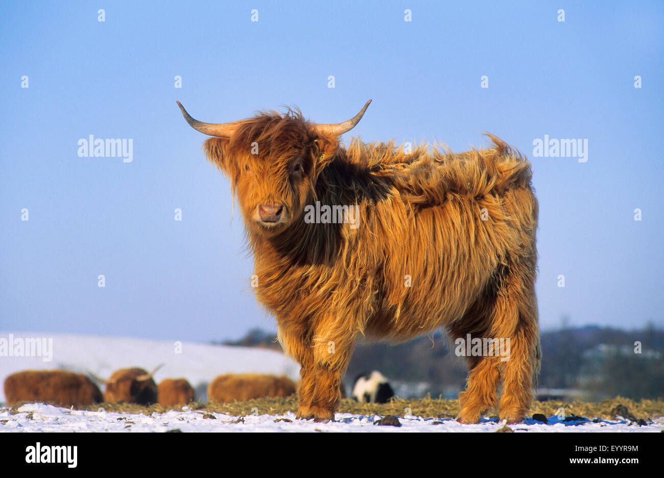 Highland scozzesi bovini (Bos primigenius f. taurus), in inverno a neve, Germania Foto Stock