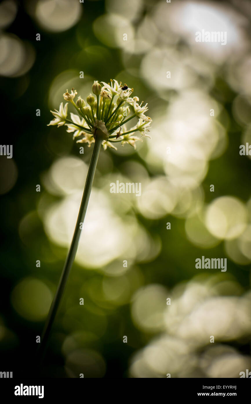 All'aperto, closeup, isolato, albero, floreali, la molla nuova, copyspace, blossom, bloom, primavera, macro, giardino, colore, aprile, piano Foto Stock