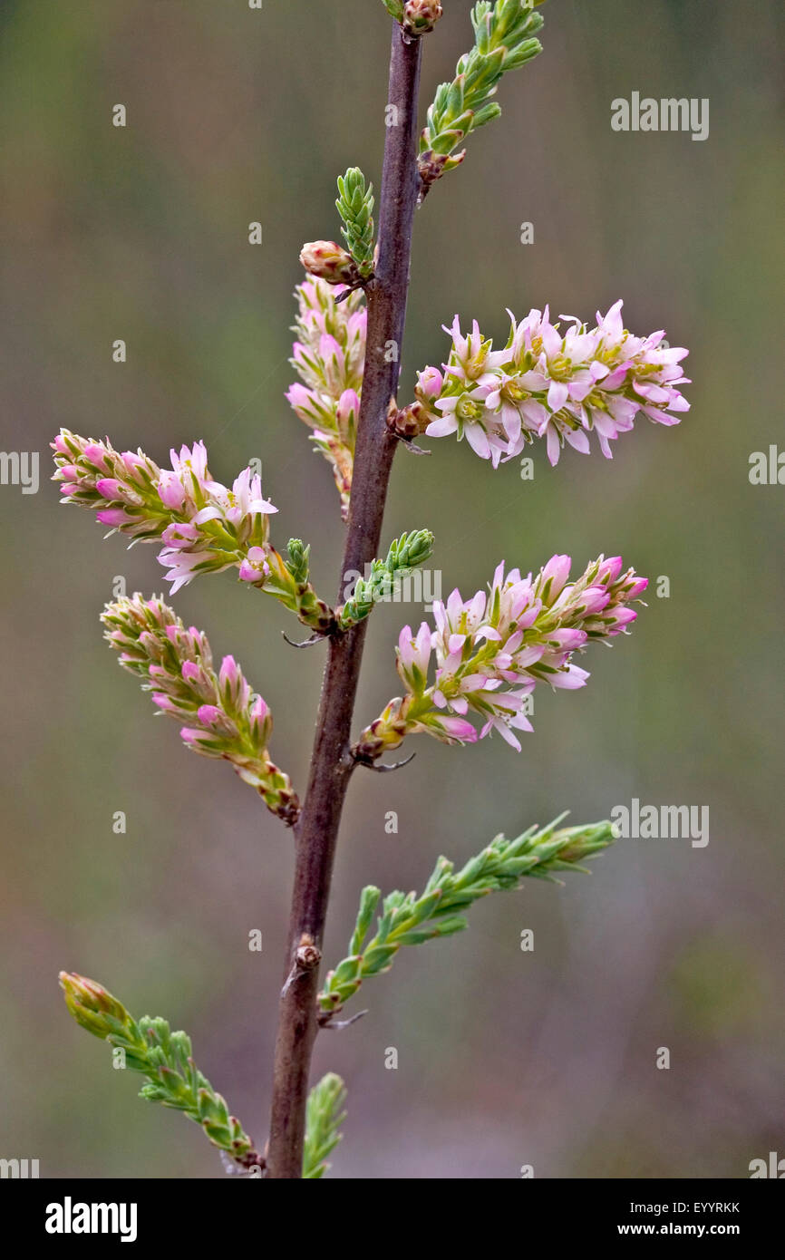 Il tedesco tamerici, False tamerice (Myricaria germanica), fioritura, Germania Foto Stock