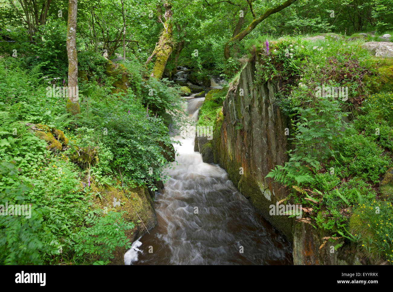 Aira Beck vicino Ullswater in estate Lake District National Park Cumbria Inghilterra Regno Unito GB Gran Bretagna Foto Stock