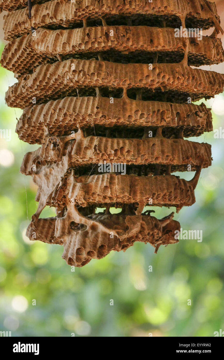 Le api (Apidae), favi di api selvatiche, Thailandia Chiang Rai Foto Stock