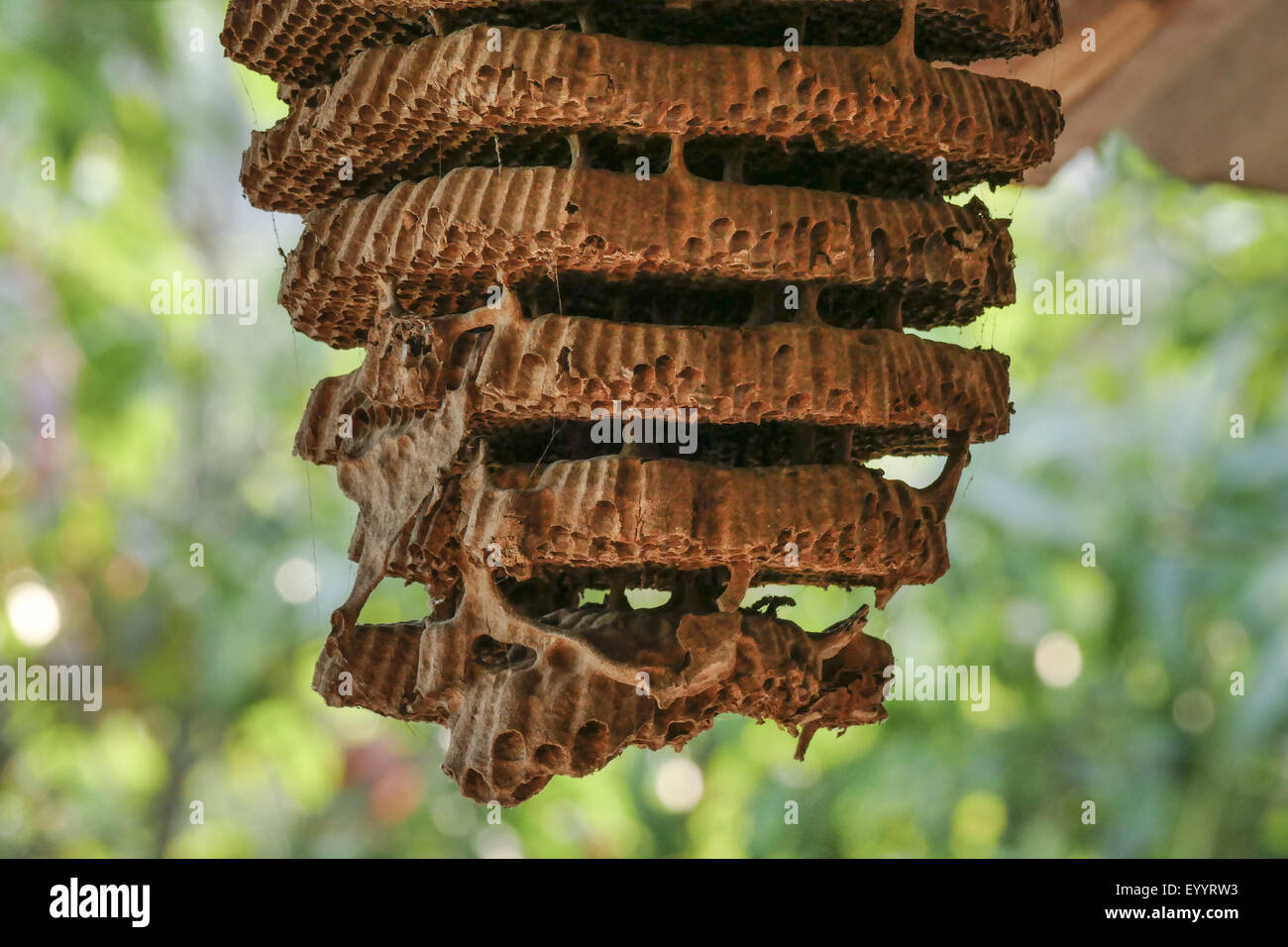 Le api (Apidae), favi di api selvatiche, Thailandia Chiang Rai Foto Stock