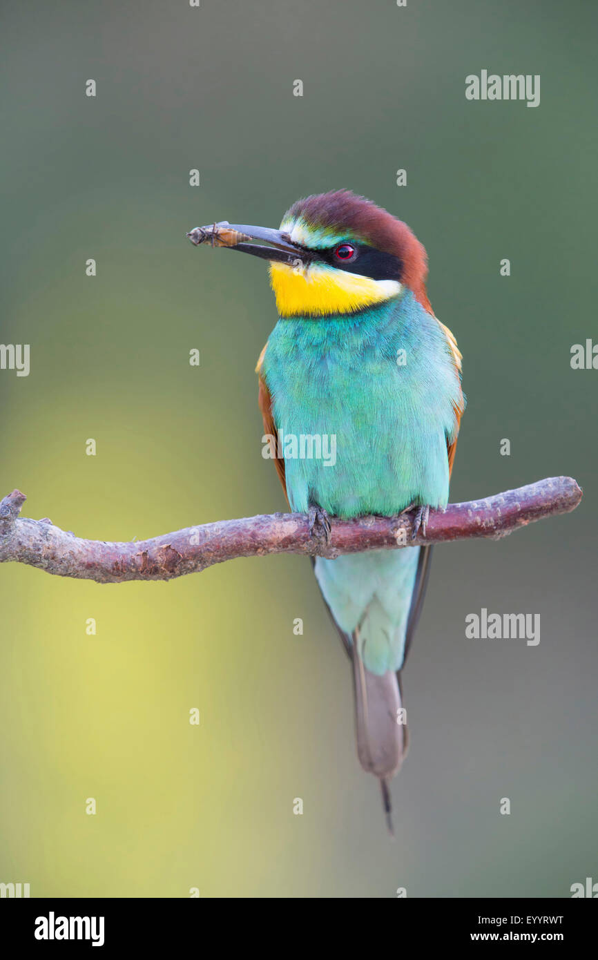 Unione bee eater (Merops apiaster), seduto su un ramoscello con un insetto in bolletta, Svizzera Vallese Foto Stock