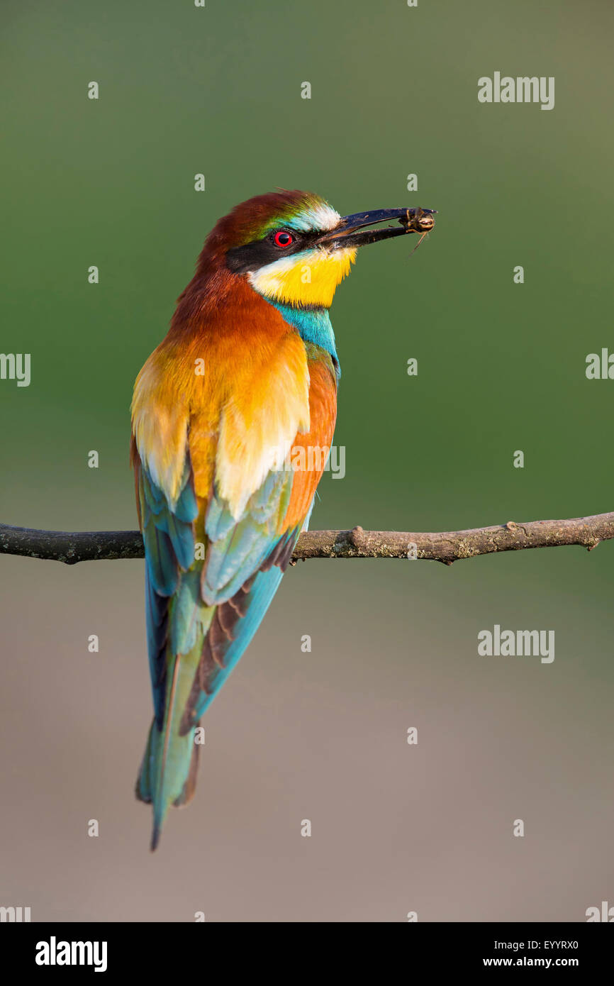 Unione bee eater (Merops apiaster), seduto su un ramoscello con un insetto in bolletta, Svizzera Vallese Foto Stock