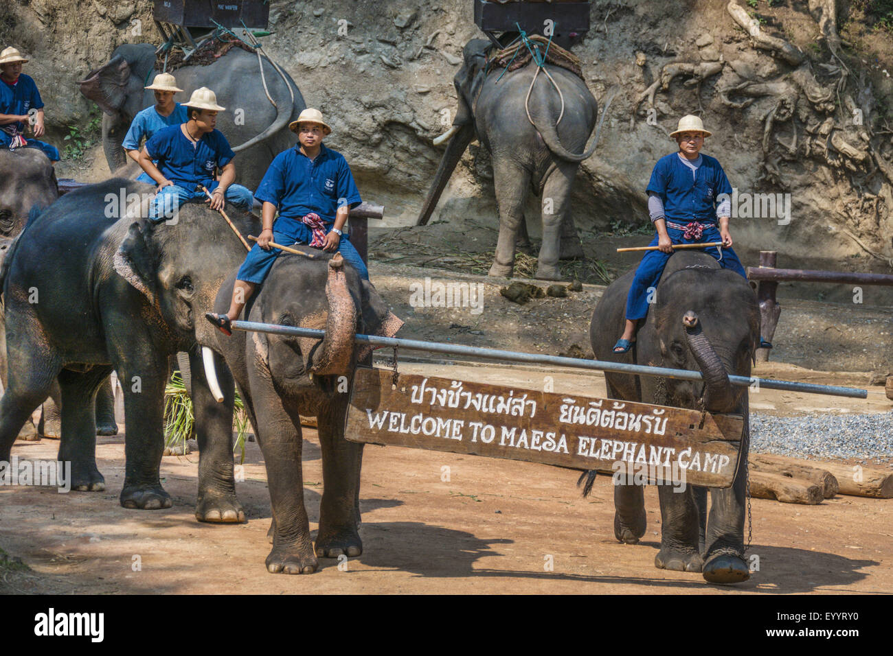 Elefante asiatico, elefante Asiatico (Elephas maximus), mahouts apertura della mostra con i loro elefanti asiatici nel Maesa Elephant Camp, Thailandia Chiang Mai Foto Stock