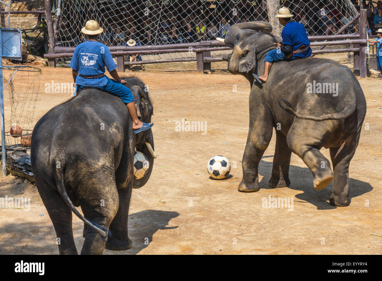 Elefante asiatico, elefante Asiatico (Elephas maximus), elefanti giocando a calcio la Maesa Elephant Camp, Thailandia Chiang Mai, Maesa Elephant Camp Foto Stock