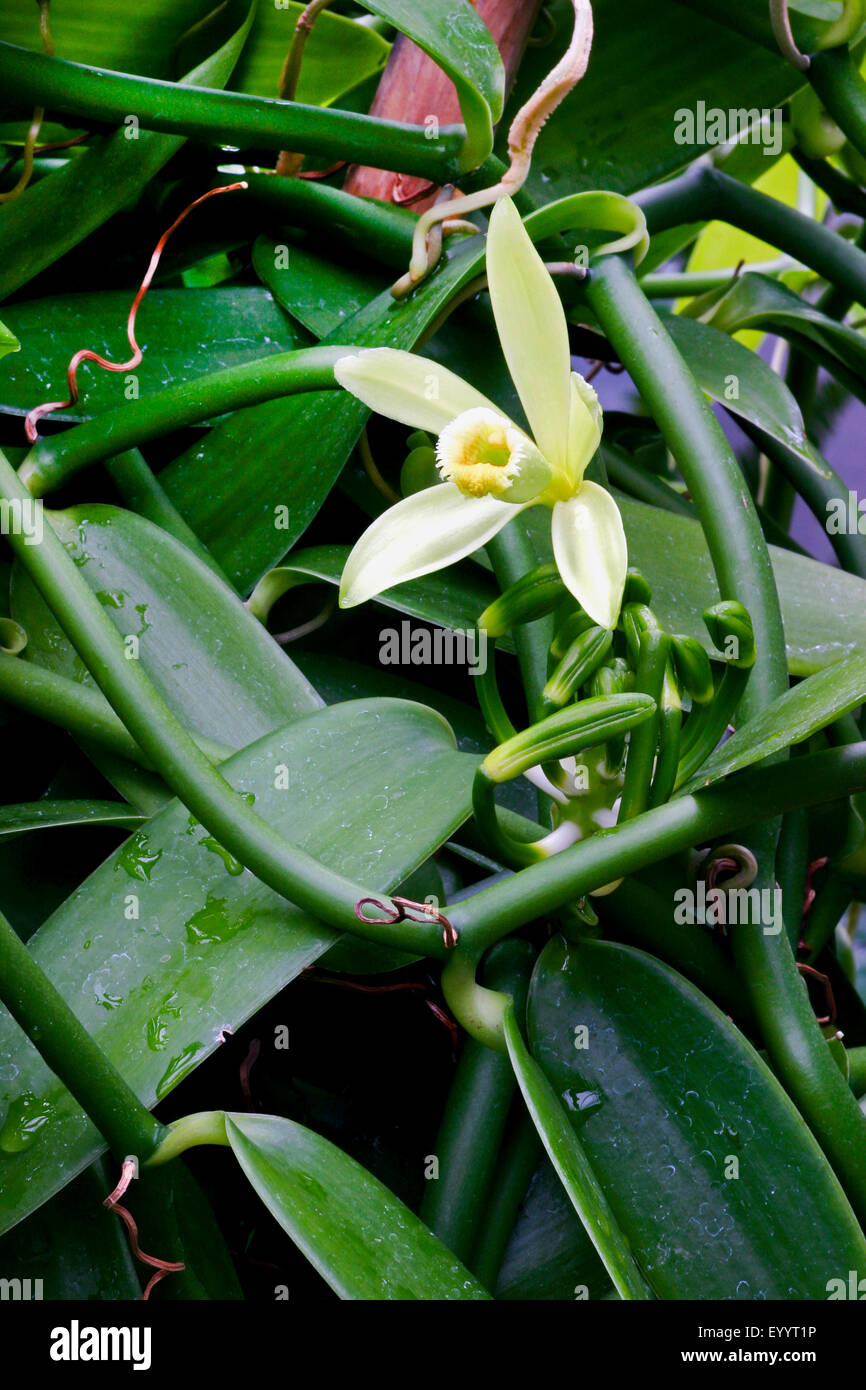 La vaniglia (Vanilla planifolia), fioritura Foto Stock