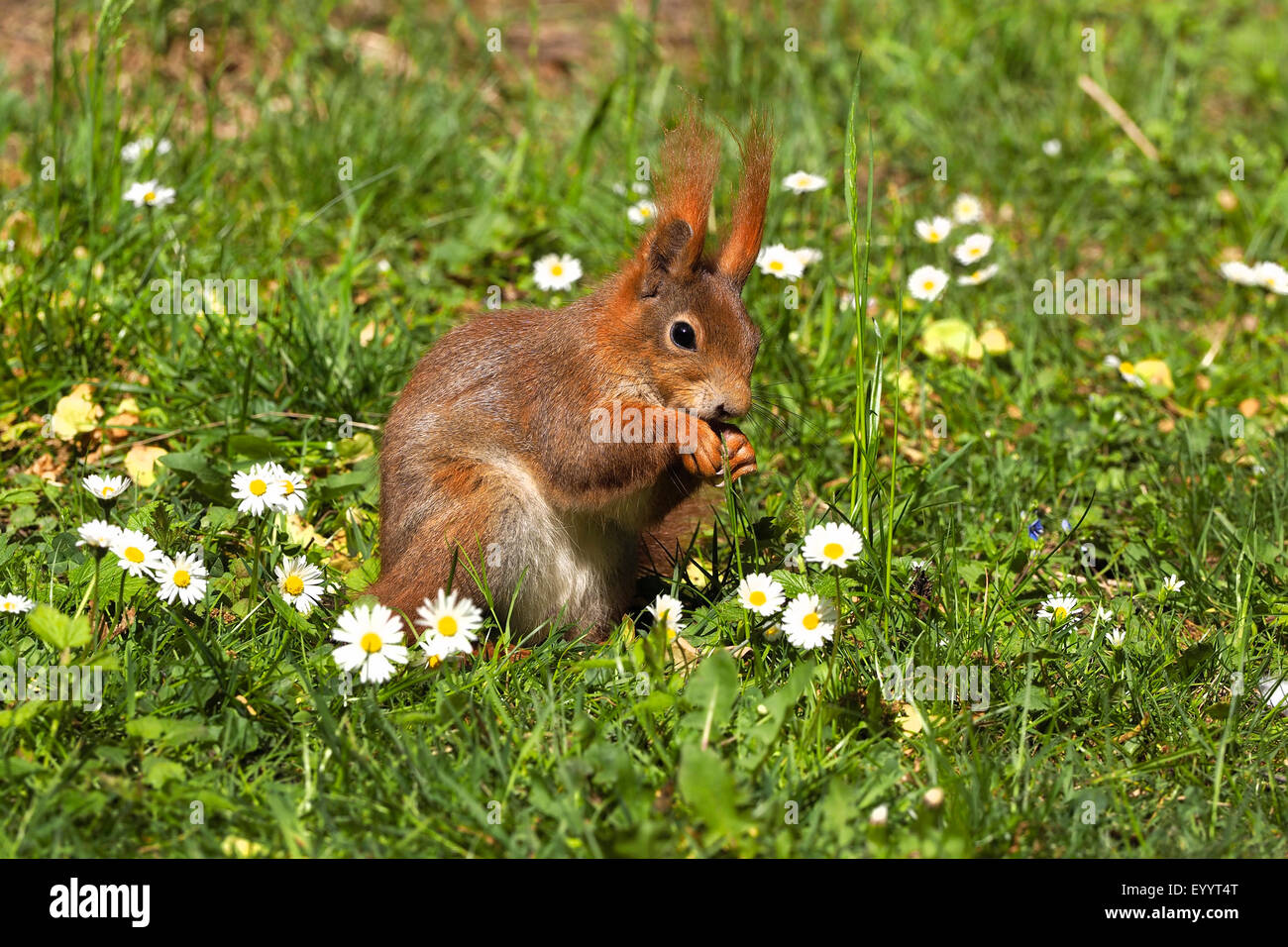 Unione scoiattolo rosso, Eurasian red scoiattolo (Sciurus vulgaris), in un prato con le comuni margherite, Germania, Sassonia Foto Stock