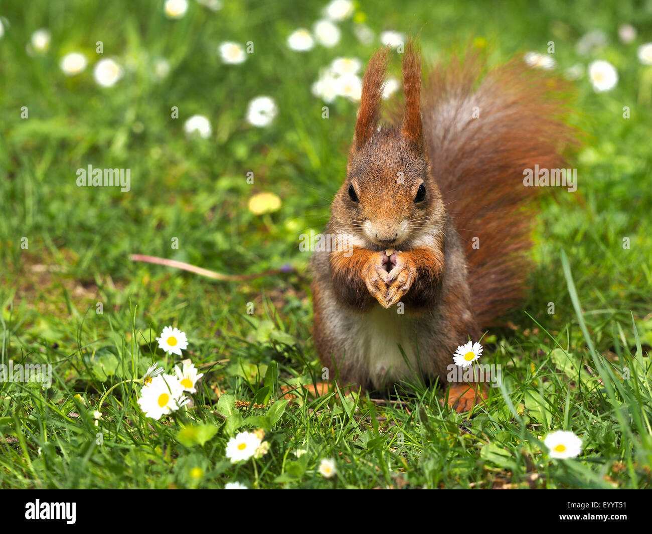 Unione scoiattolo rosso, Eurasian red scoiattolo (Sciurus vulgaris), in un prato con le comuni margherite, Germania, Sassonia Foto Stock