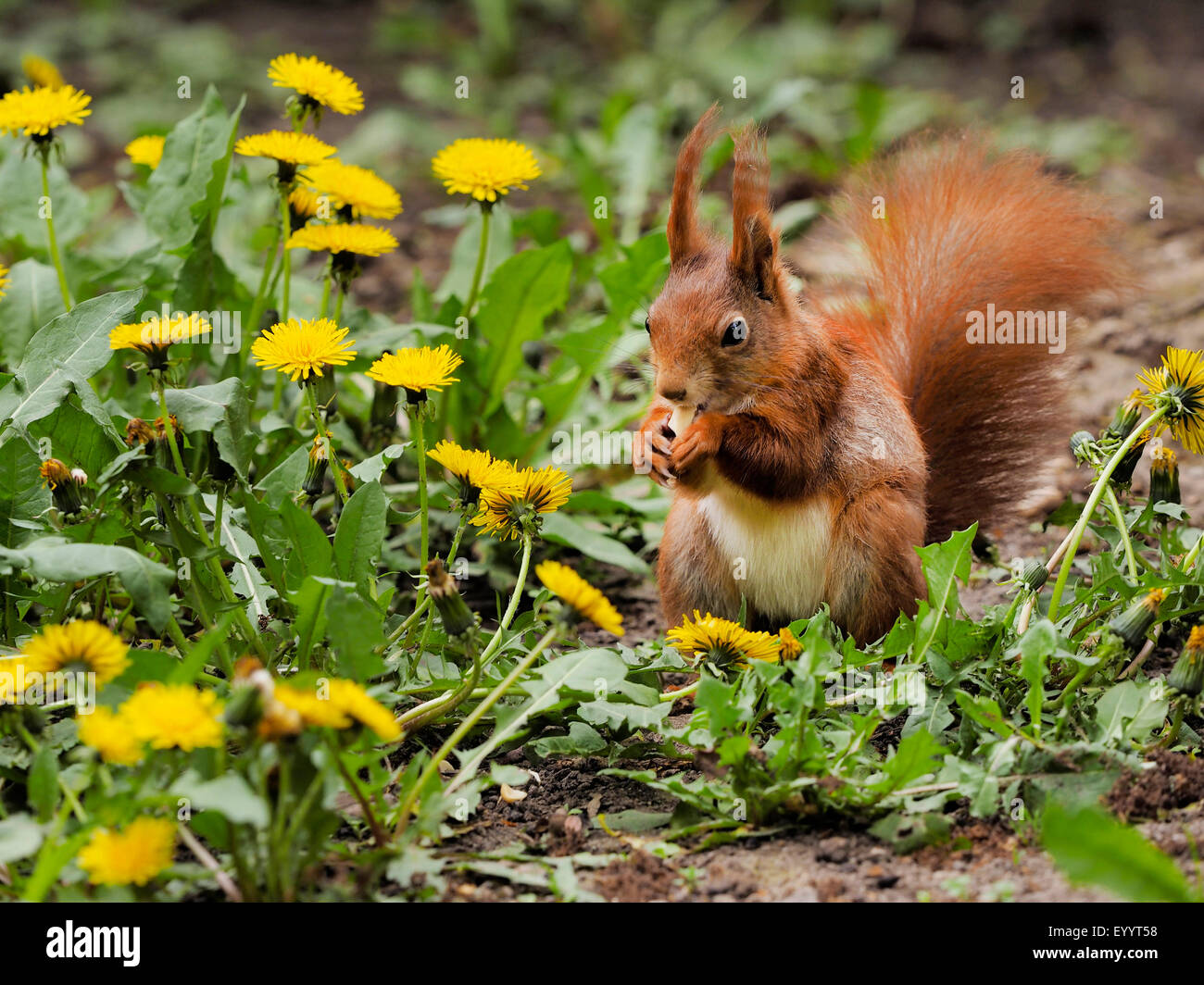 Unione scoiattolo rosso, Eurasian red scoiattolo (Sciurus vulgaris), in un prato con tarassaco, Germania, Sassonia Foto Stock