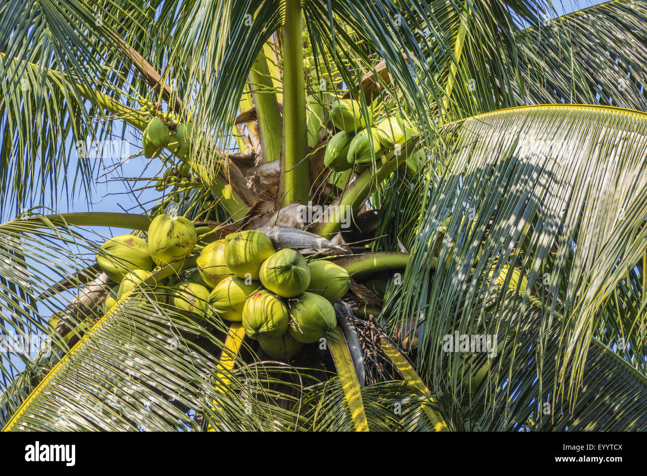 Palma da cocco (Cocos nucifera), frutta a Palm, Thailandia Foto Stock
