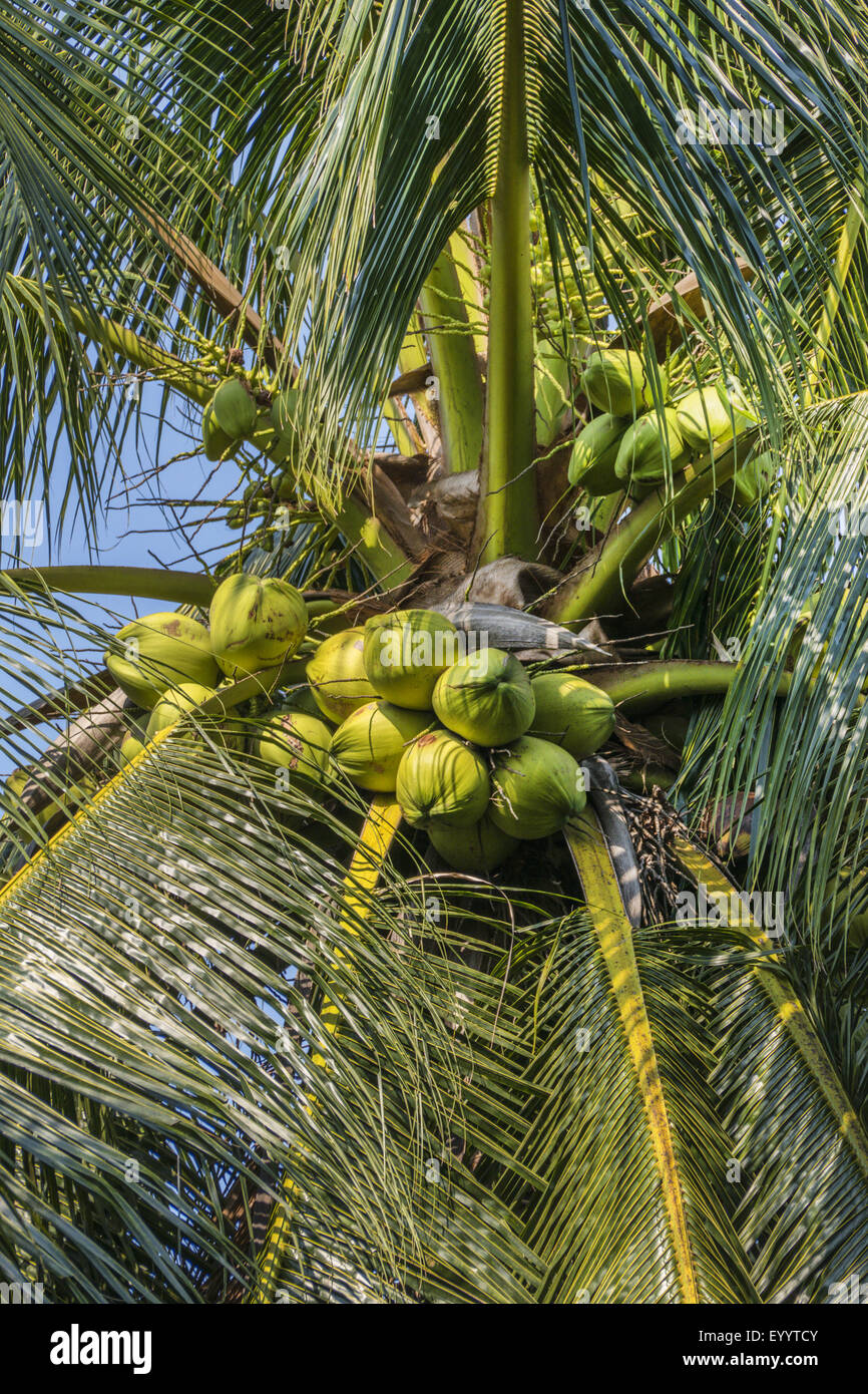 Palma da cocco (Cocos nucifera), frutta a Palm, Thailandia Foto Stock