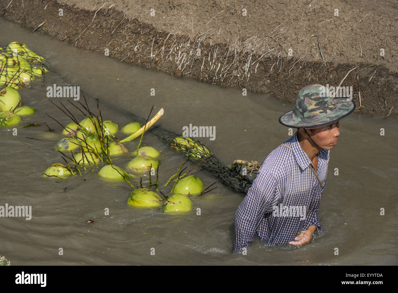 Palma da cocco (Cocos nucifera), nuoto raccolte noci di cocco nel trasporto fluviale, Thailandia Foto Stock