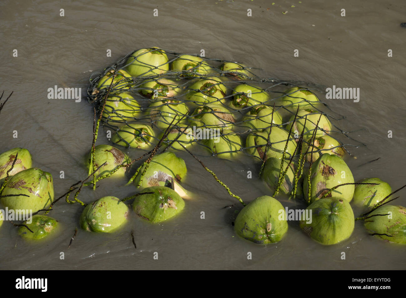 Palma da cocco (Cocos nucifera), nuoto raccolte noci di cocco nel trasporto fluviale, Thailandia Foto Stock