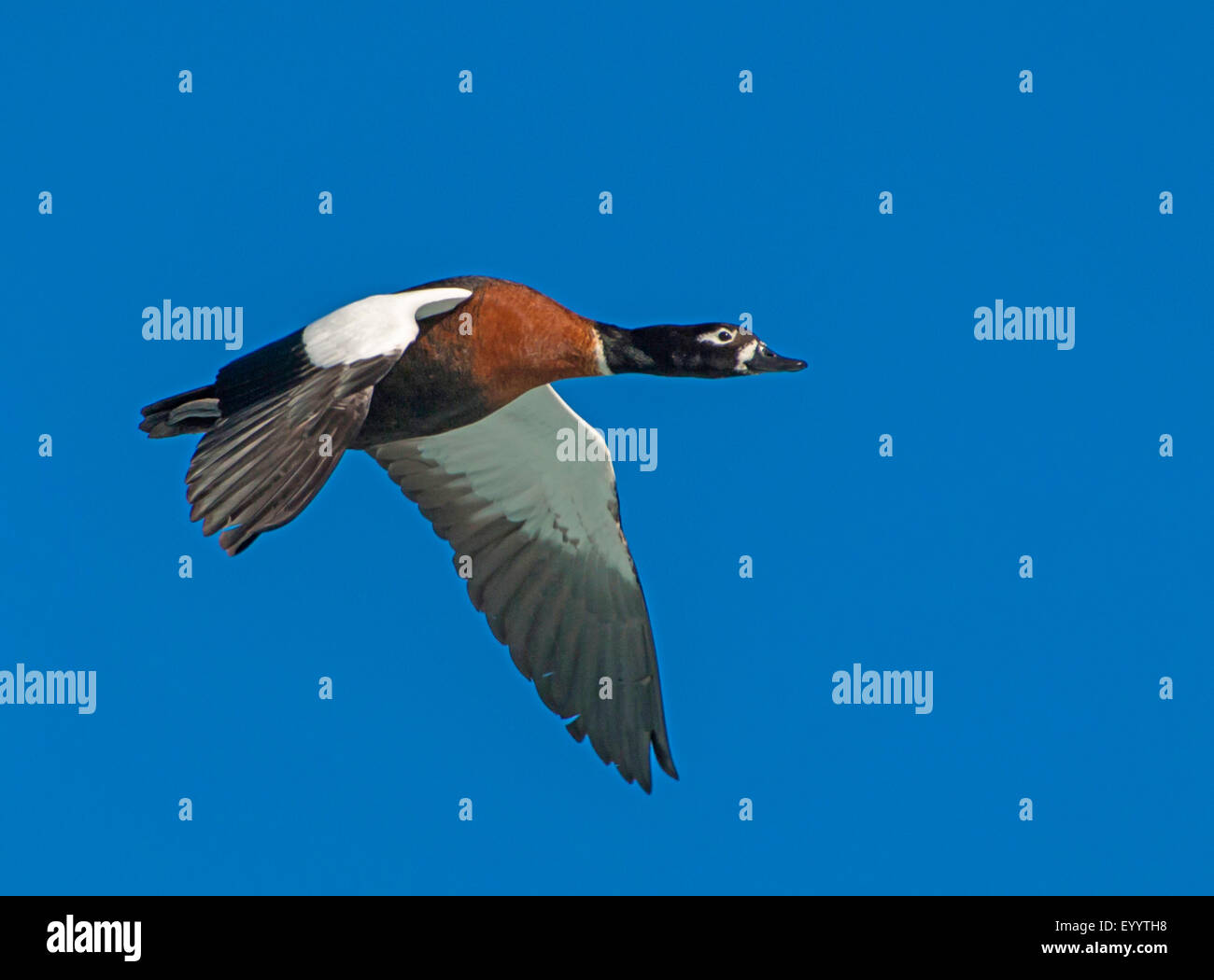 Australian shelduck (Tadorna tadornoides), in volo, Australia Australia Occidentale, Cape le Grand National Park Foto Stock