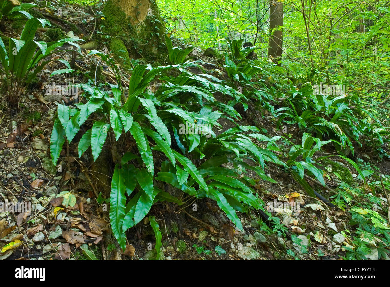 Hart la linguetta, Europeo harts-lingua (felci Asplenium scolopendrium, Phyllitis scolopendrium), in una foresta, Germania Foto Stock