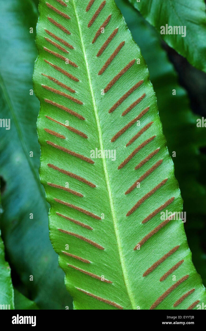 Hart la linguetta, Europeo harts-lingua (felci Asplenium scolopendrium, Phyllitis scolopendrium), in una foresta, Germania Foto Stock