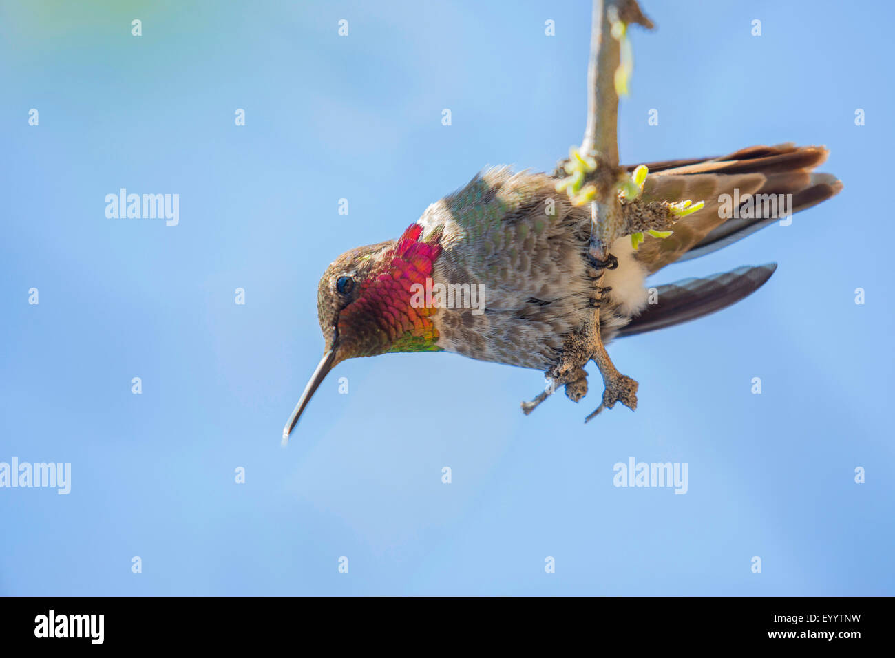 Gli eremiti e colibrì (Trochilidae), maschio su Outlook, USA, Arizona, Phoenix Foto Stock