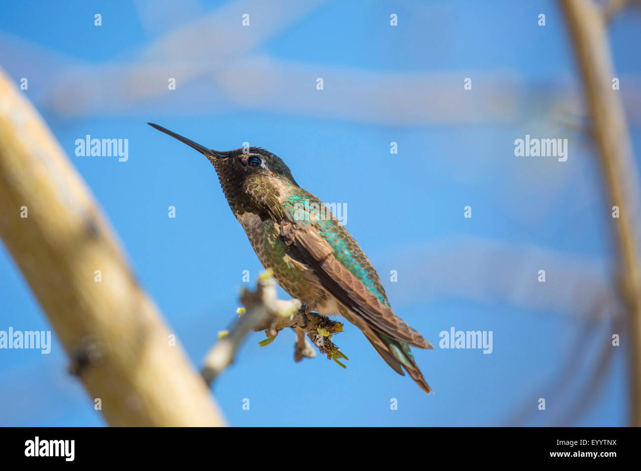 Gli eremiti e colibrì (Trochilidae), maschio su Outlook, USA, Arizona, Phoenix Foto Stock