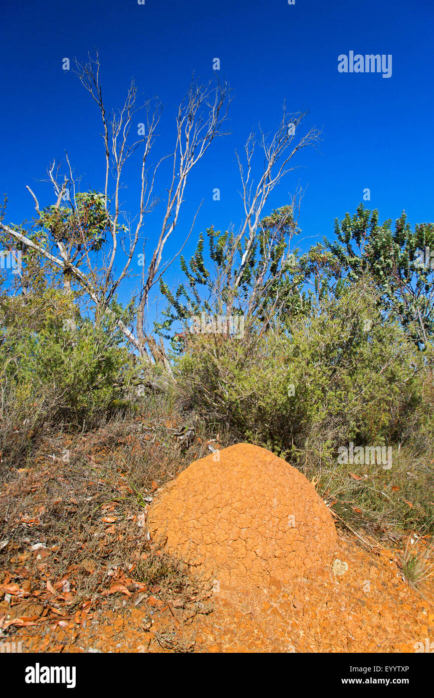 Tremite collina alla Domanda di Brevetto Statunitense di Hassel National Park, Australia Australia Occidentale, Domanda di Brevetto Statunitense di Hassel Parco Nazionale Foto Stock