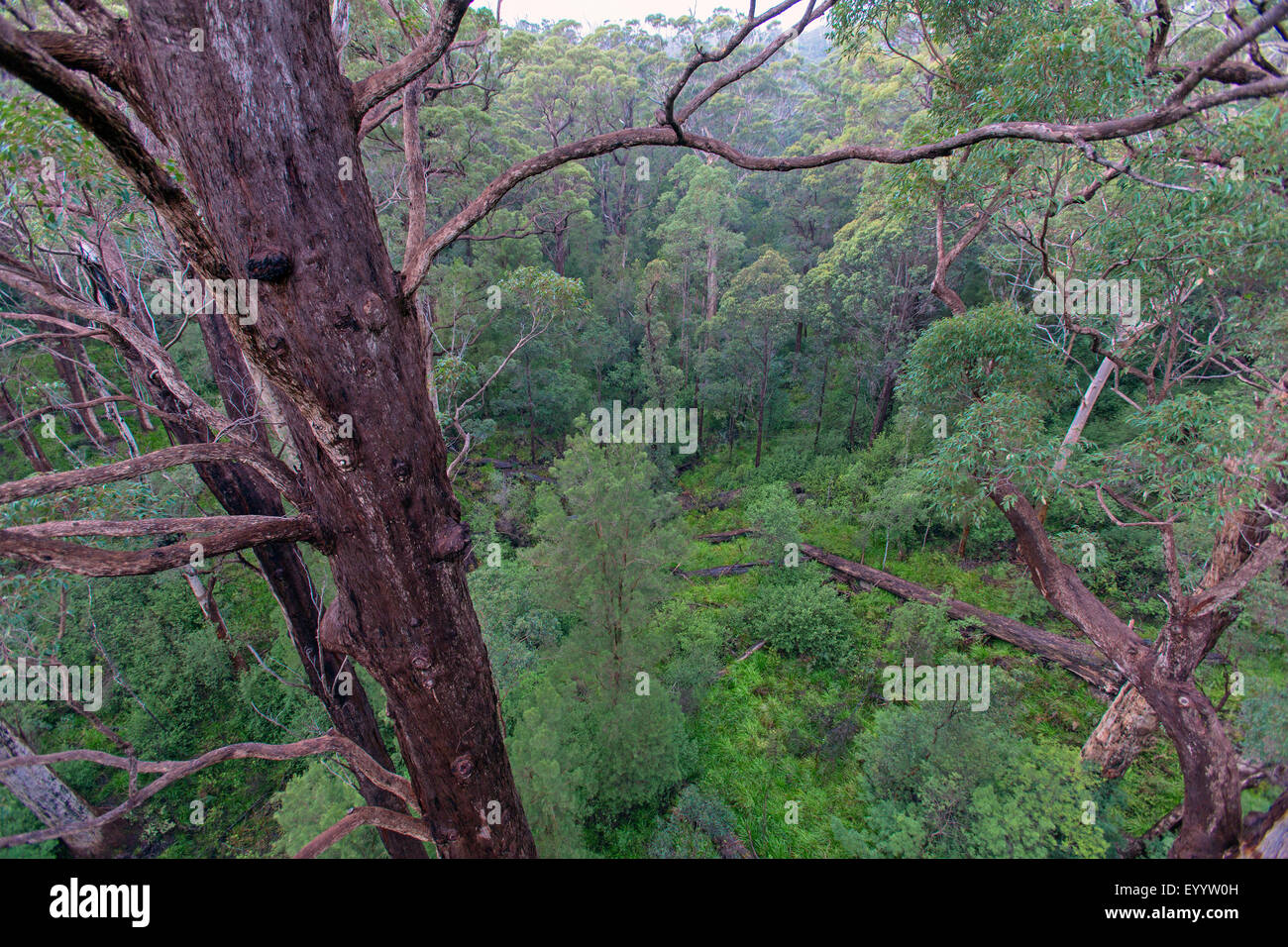 Alberi di eucalipto nella Valle dei Giganti, Australia Australia Occidentale, Walpole Nornalup Parco Nazionale Foto Stock