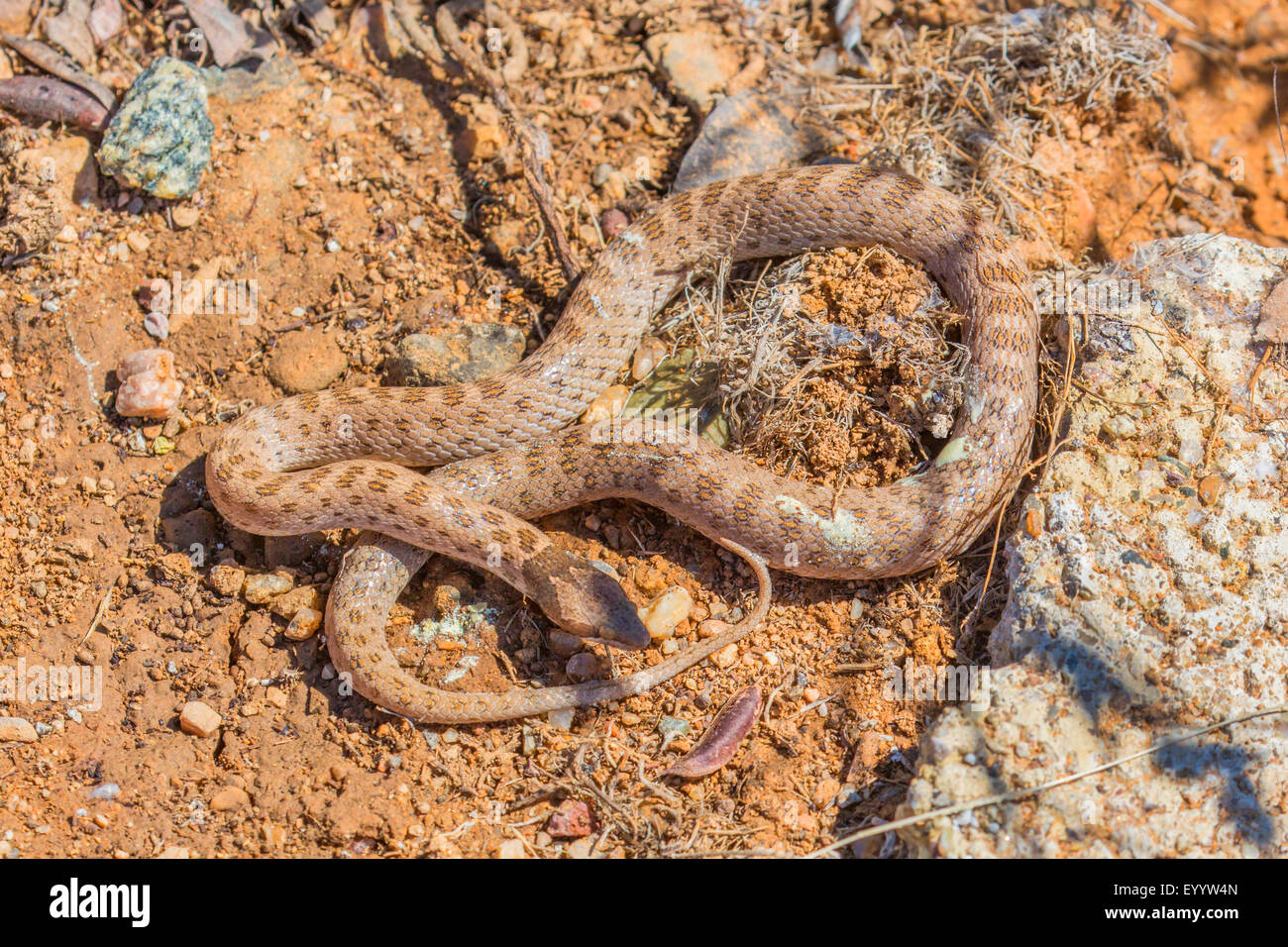 Deserto Nightsnake (Hypsiglena chlorophaea), ben mimetizzata su terreno pietroso, USA, Arizona Foto Stock