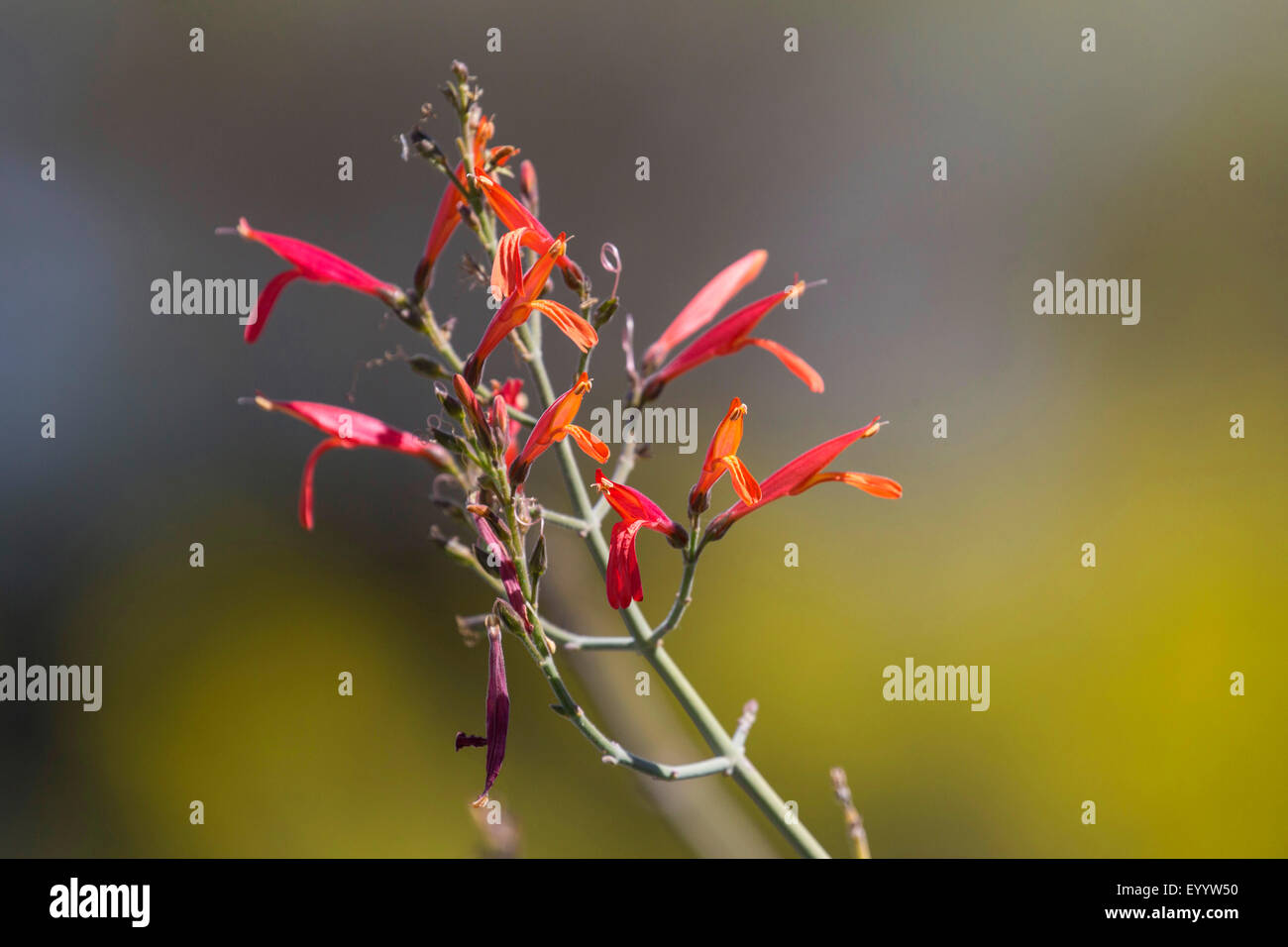 Hummingbird bush, Chuparosa (Justicia californica), infiorescenza, STATI UNITI D'AMERICA, Arizona Sonoran Foto Stock