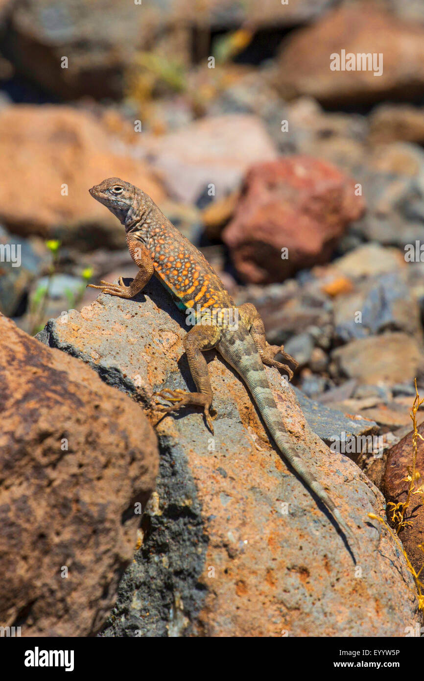 Maggiore earless lizard (Cophosaurus texanus), su una roccia nel suo habitat, USA, Arizona, sale River Foto Stock