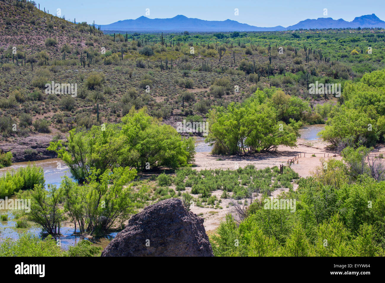 Saguaro sul bordo di un fiume in pianura alluvionale, fascia verde attraverso il deserto di Sonora, STATI UNITI D'AMERICA, Arizona, Verde Fiume Foto Stock